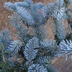 Abies procera Leaf