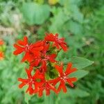 Silene chalcedonica Цветок