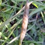 Bunias erucago Fruit