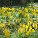 Lysichiton americanus Flower