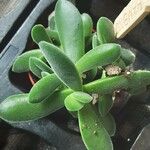 Crassula lanuginosa ᱥᱟᱠᱟᱢ