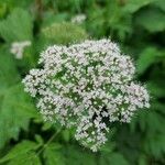 Chaerophyllum hirsutumFiore