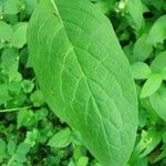Symphytum tuberosum Hoja