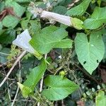 Calystegia silvatica Yaprak