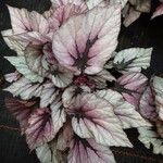 Begonia rex Leaf