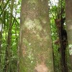 Elvasia elvasioides Bark