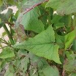 Rumex abyssinicus Hoja