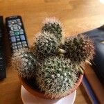 Mammillaria spinosissima葉