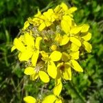 Sisymbrium austriacum Flower