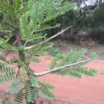 Vachellia robusta Hábitos