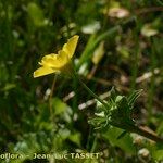 Ranunculus velutinus Flower