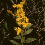 Solidago latissimifolia 花