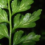 Asplenium lividum Leaf