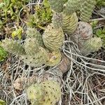 Tephrocactus articulatus Natur