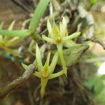 Angraecum moandense Flor