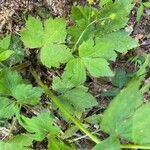 Ranunculus recurvatus Leaf