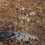 Eriogonum ovalifolium Pokrój