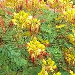 Caesalpinia gilliesii Hábitos