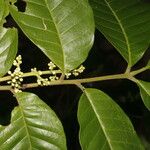 Trichilia martiana 花