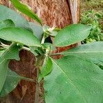 Solanum mauritianum Yeri