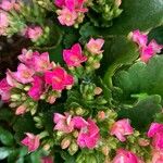 Kalanchoe crenata (Andrews) Haw.Flor