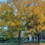 Carya illinoinensis Hábitos