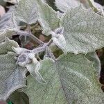 Physalis pubescens Leaf