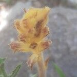 Orobanche pubescens Flower
