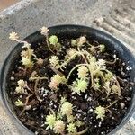 Sedum japonicum Lapas