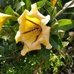 Solandra maxima പുഷ്പം