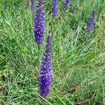 Veronica spicata Хабит