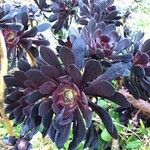 Aeonium arboreumLeaf