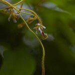 Calopogonium mucunoides Blomma