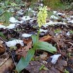 Orchis pallens 整株植物