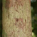 Mouriri nervosa Kabuk