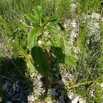 Amaranthus spinosusЛист