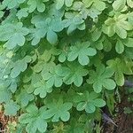 Tropaeolum ciliatum List