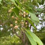 Euonymus maackii Fruit