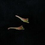Corydalis chaerophylla