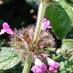 Clinopodium vulgare Flower