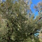 Banksia praemorsa Hábito