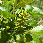 Salix glabra Fruto