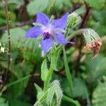 Borago officinalisFlower