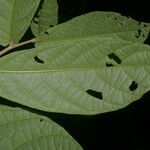 Dichapetalum donnell-smithii Leaf
