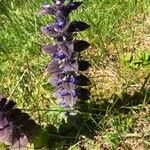 Ajuga pyramidalis花