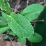 Saponaria ocymoides Blad