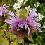 Monarda fistulosa Žiedas