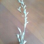 Eragrostis racemosa Blomst