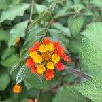 Lantana camaraLorea