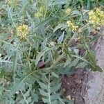 Sisymbrium irio عادت داشتن